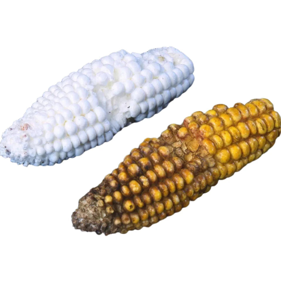 Reproduction Corn Cob