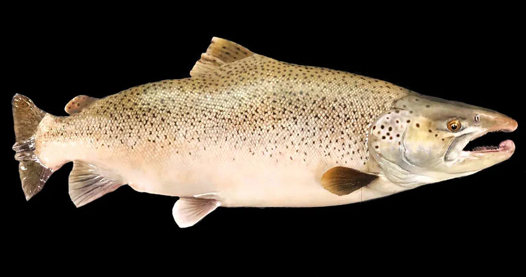 Brown Trout Fin Set (BrownFS29.5 Fits 28-30 Inches)