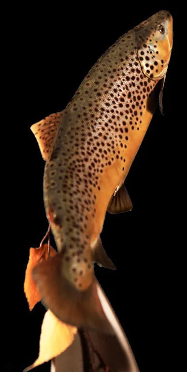 Brown Trout Fin Set (BrownFS16 Fits 15-17 Inches)