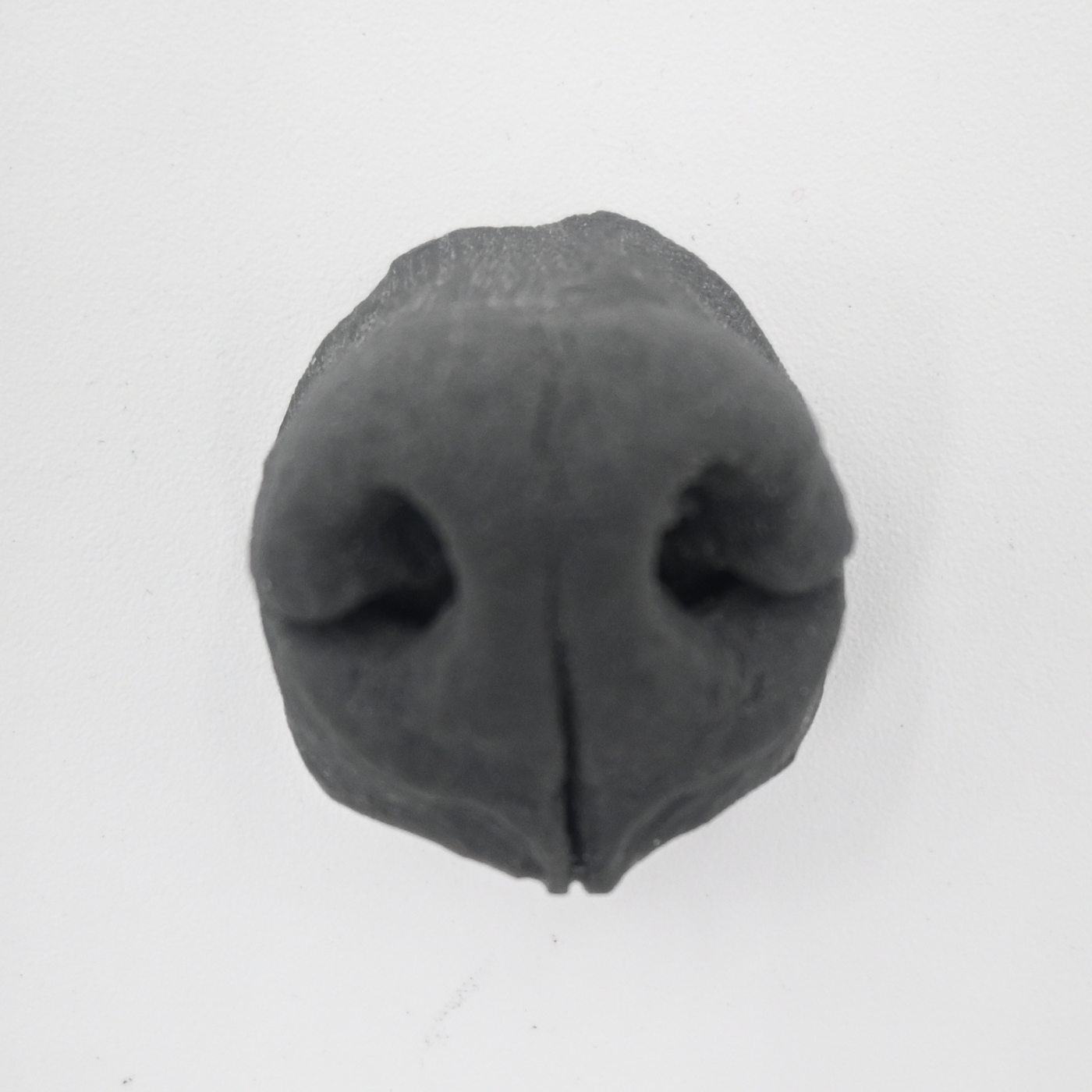 Coyote Replacement Nose