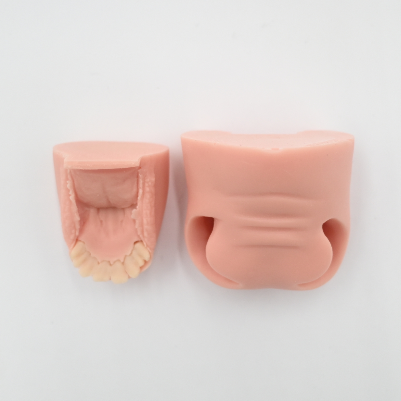 Mule Deer Flehmen Mouthpiece