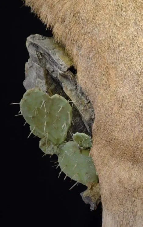 Reproduction Cactus Package
