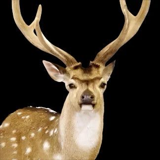 Axis Deer Replacement Nose