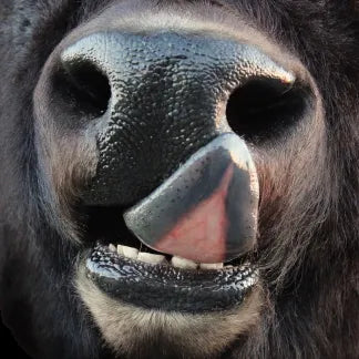 American Bison Replacement Nose