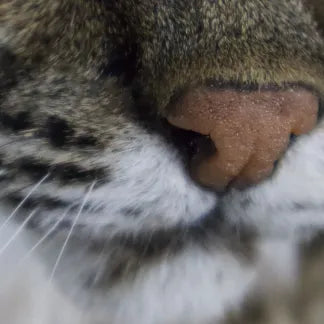 Bobcat Reproduction Nose