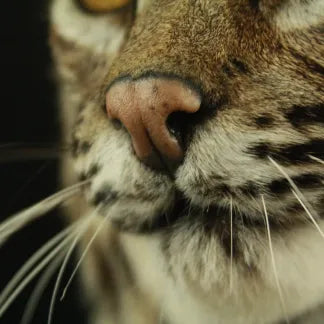 Bobcat Reproduction Nose
