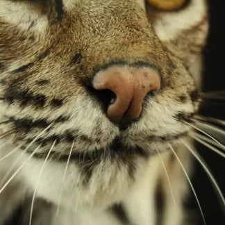Bobcat Reproduction Nose