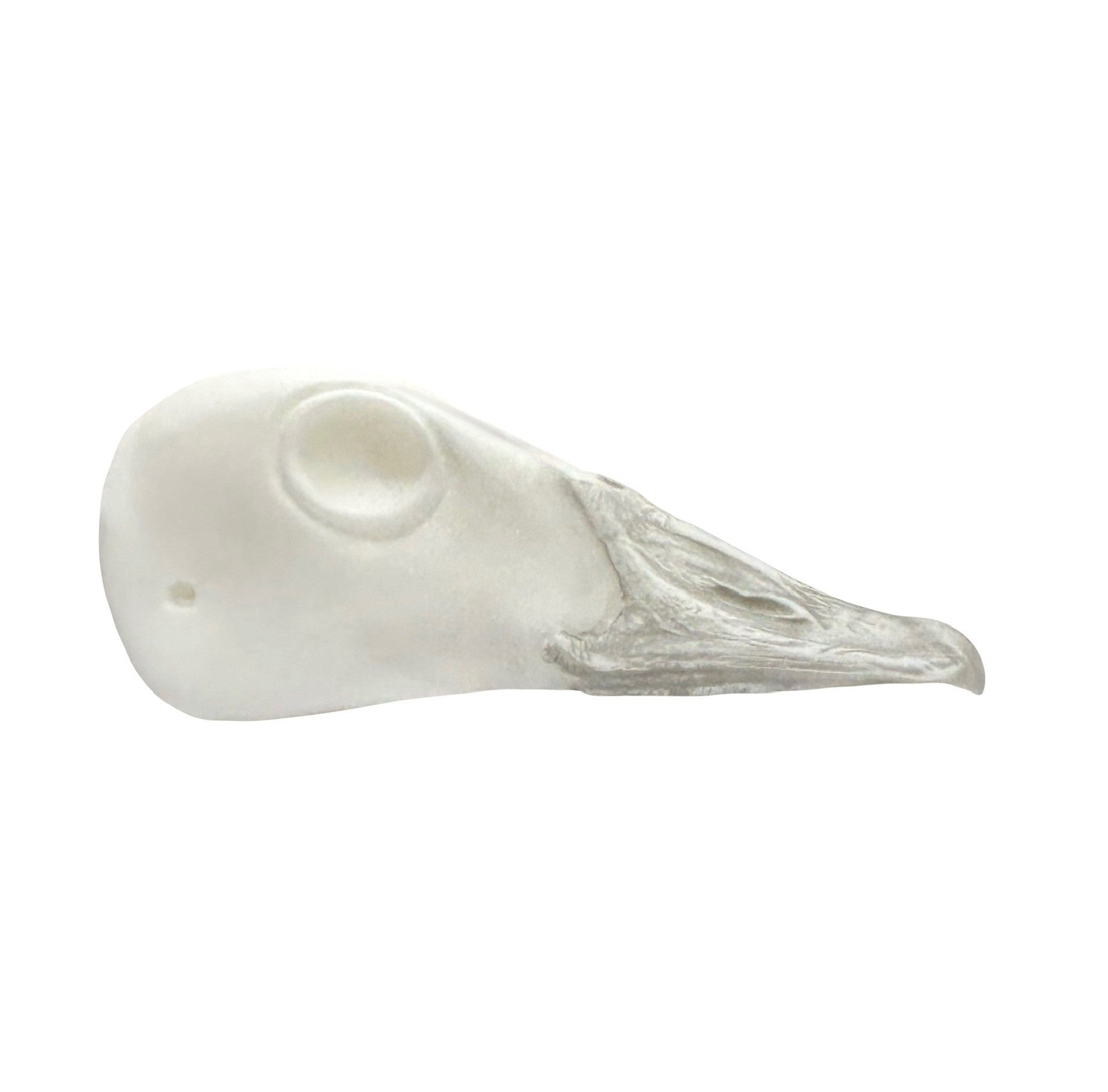Canada Goose Head