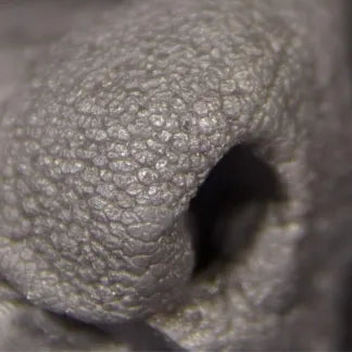 Coyote Replacement Nose
