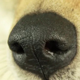 Coyote Replacement Nose