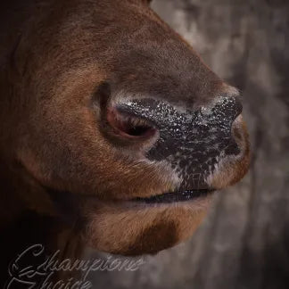 Elk Medium/Large Replacement Nose