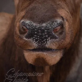 Elk Medium/Large Replacement Nose