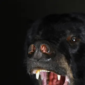 Black Bear Noses