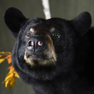 Black Bear Noses