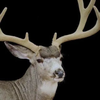 Mule Deer Earliners