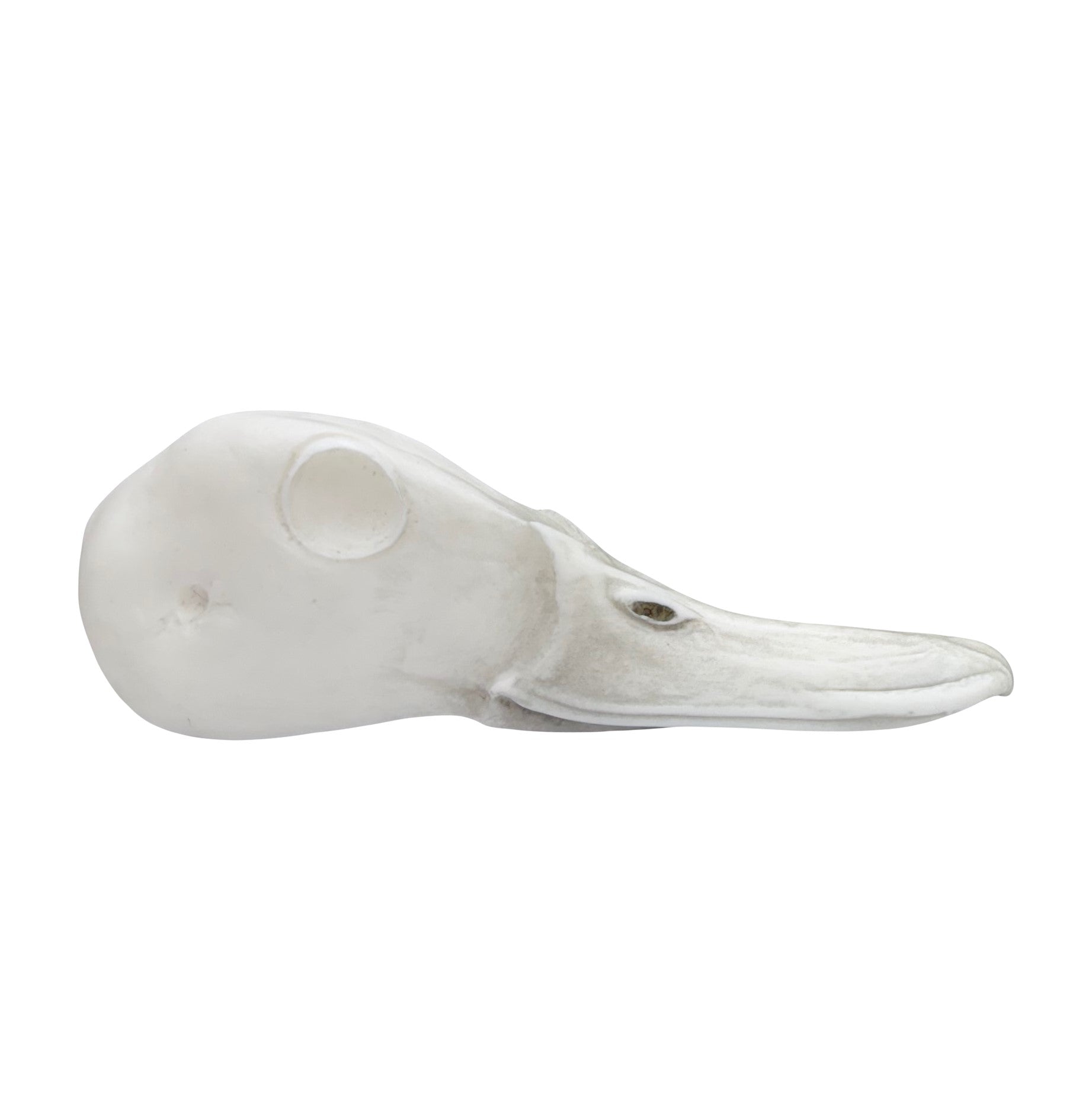 Pintail - 125
