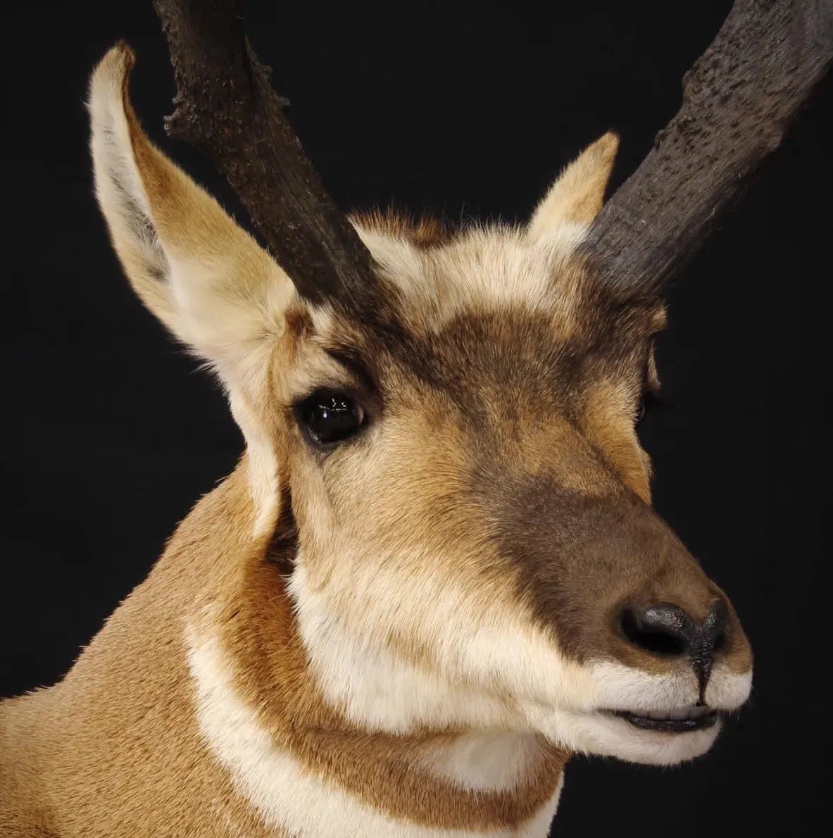 Pronghorn Split Lip Mouthpiece