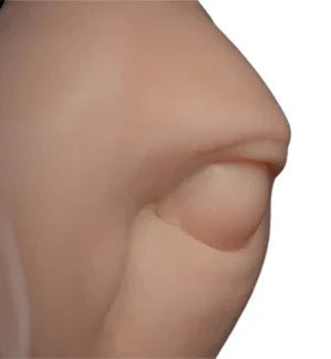 Whitetail Deer 3D Eye – Relaxed Reference Cast