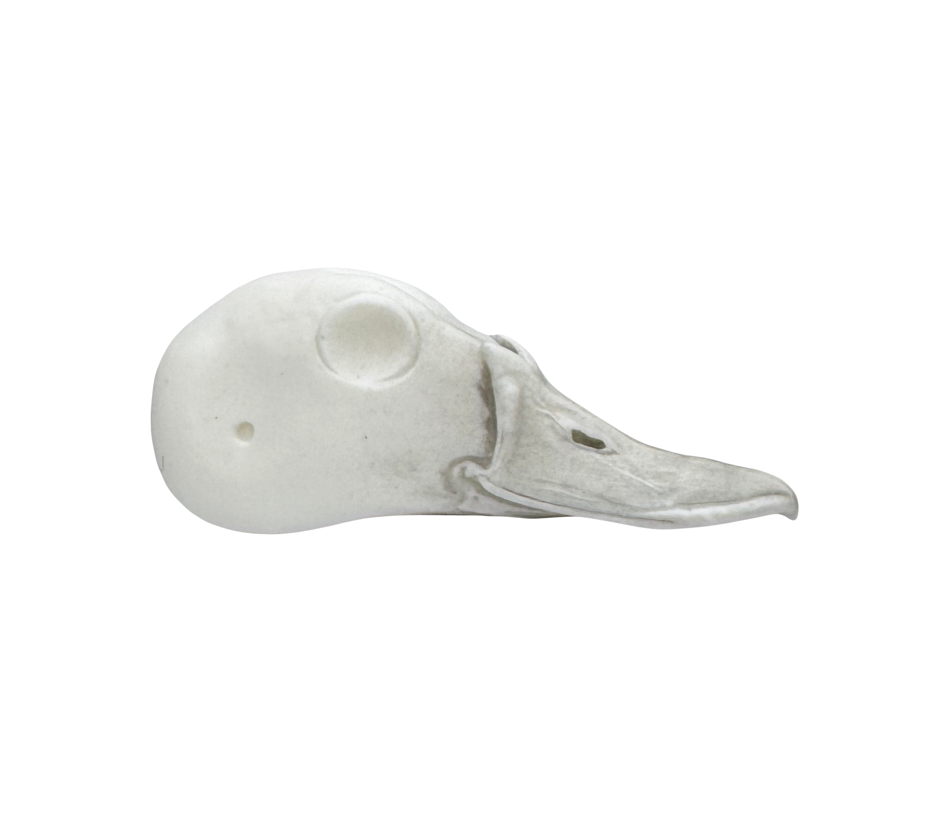 Ringneck Duck - 050