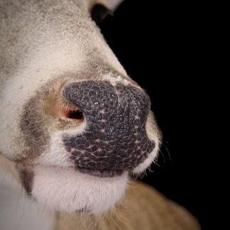 Whitetail Deer Replacement Nose