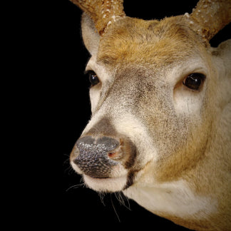 Whitetail Deer Replacement Nose