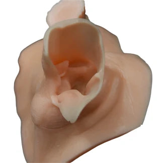 Whitetail Deer Ear Butt Reference Cast