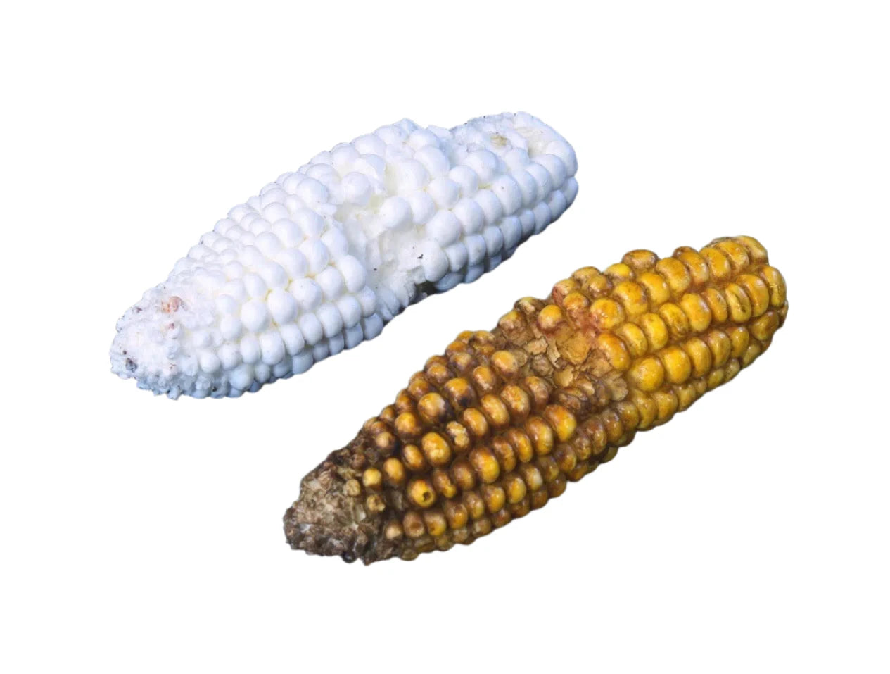 Reproduction Corn Cob