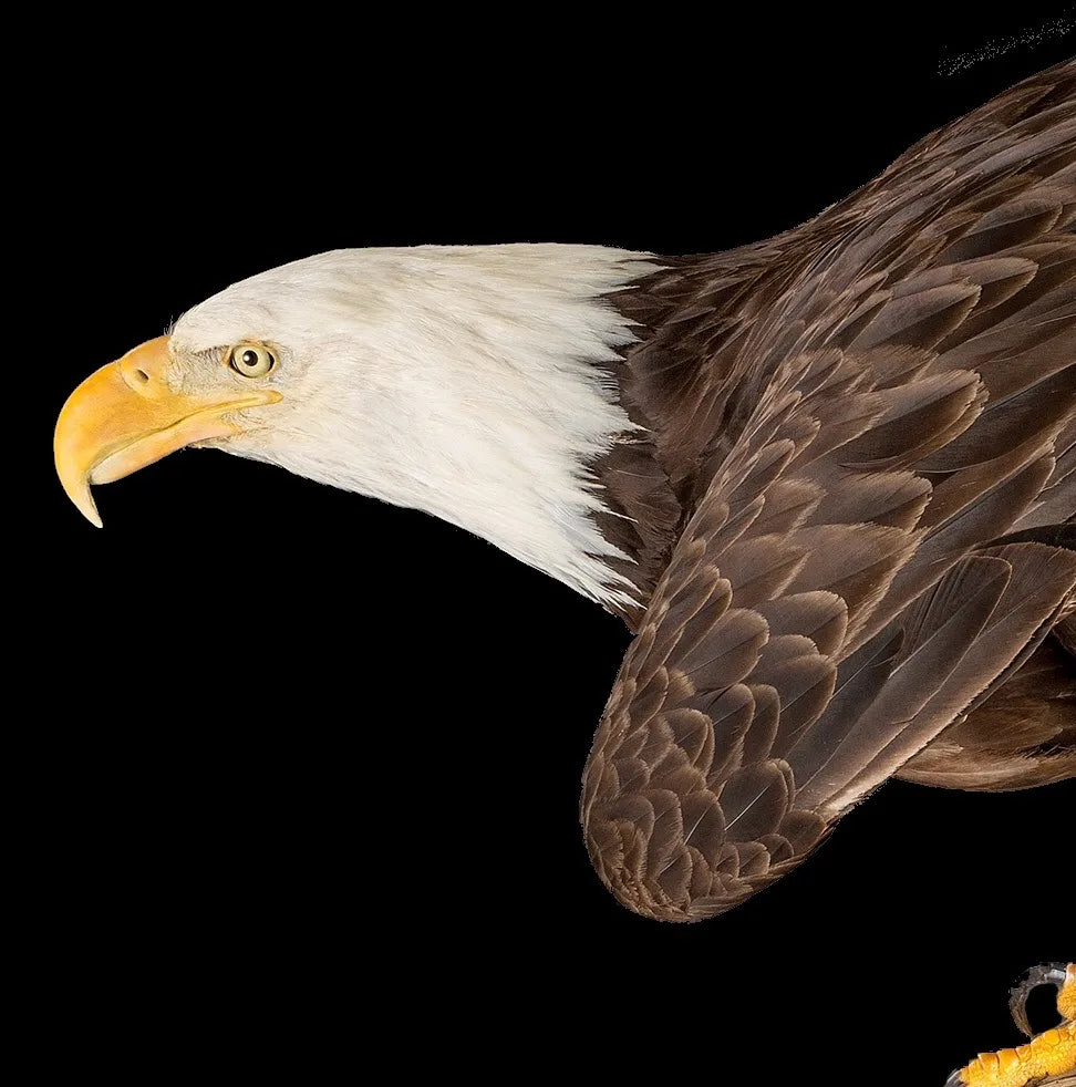 Bald Eagle Head