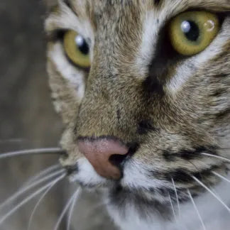 Bobcat Reproduction Nose