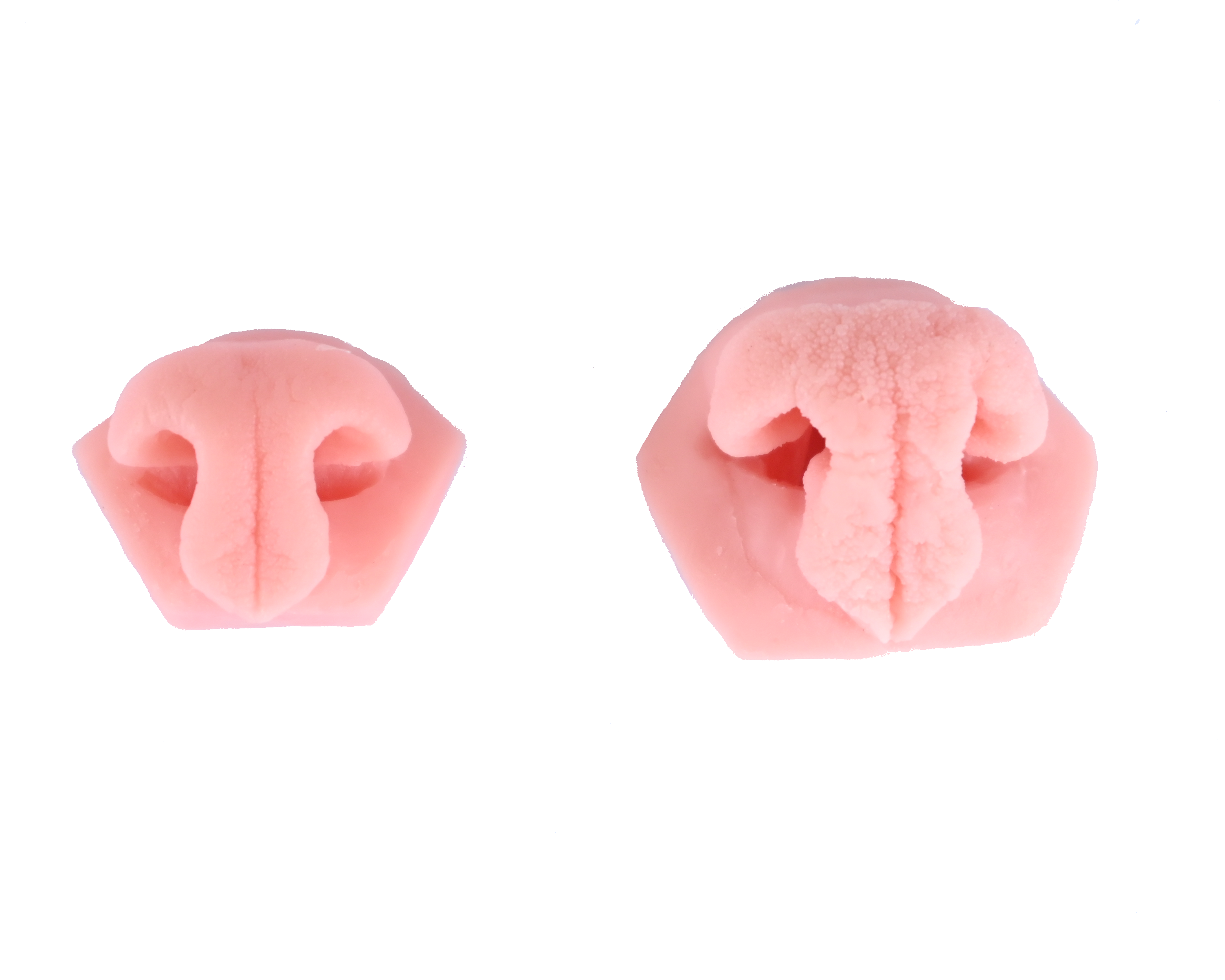 Bobcat Reproduction Nose