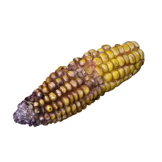 Reproduction Corn Cob