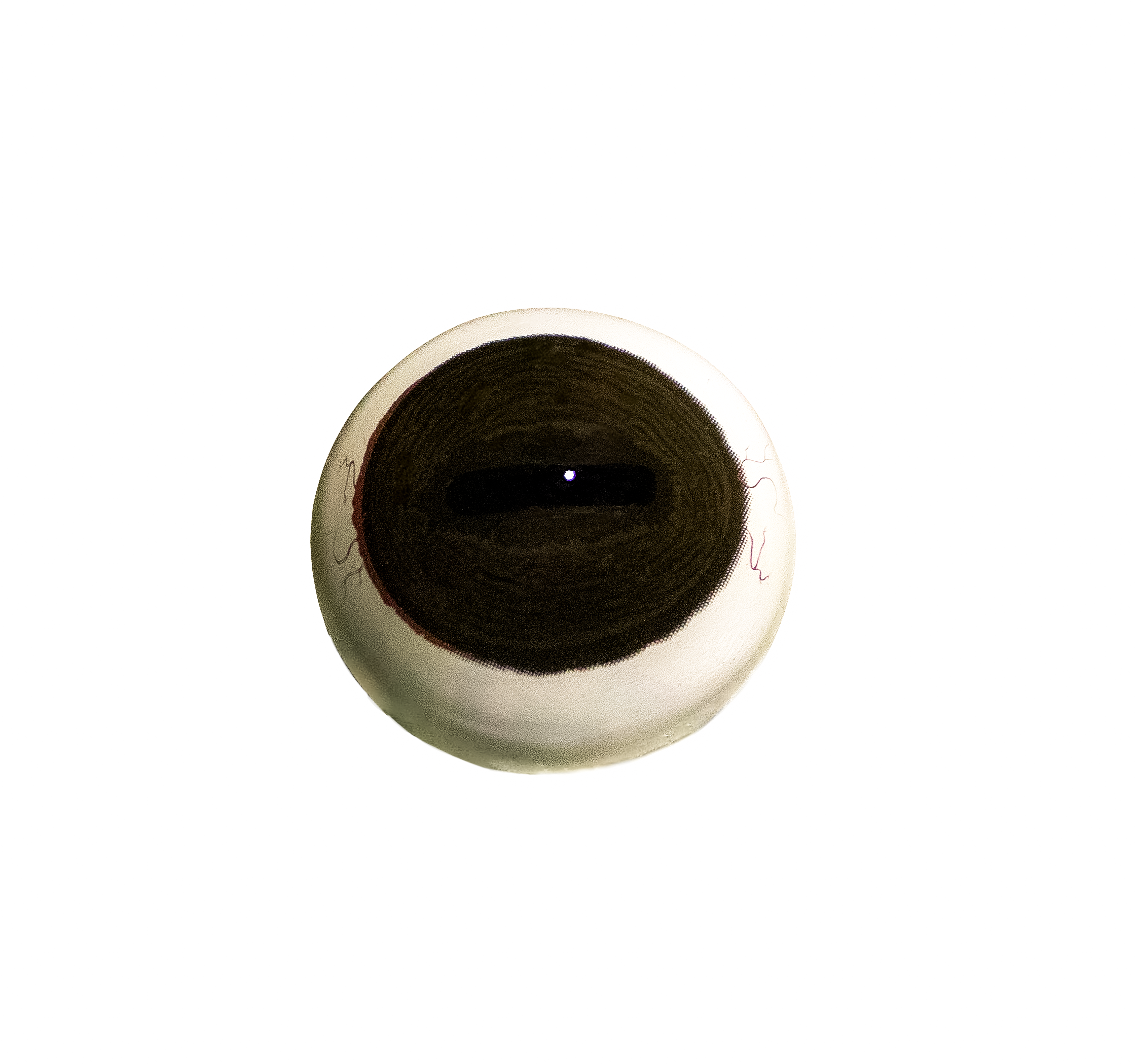 White-Banded Whitetail Deer Eyes – Glass: 32mm diameter