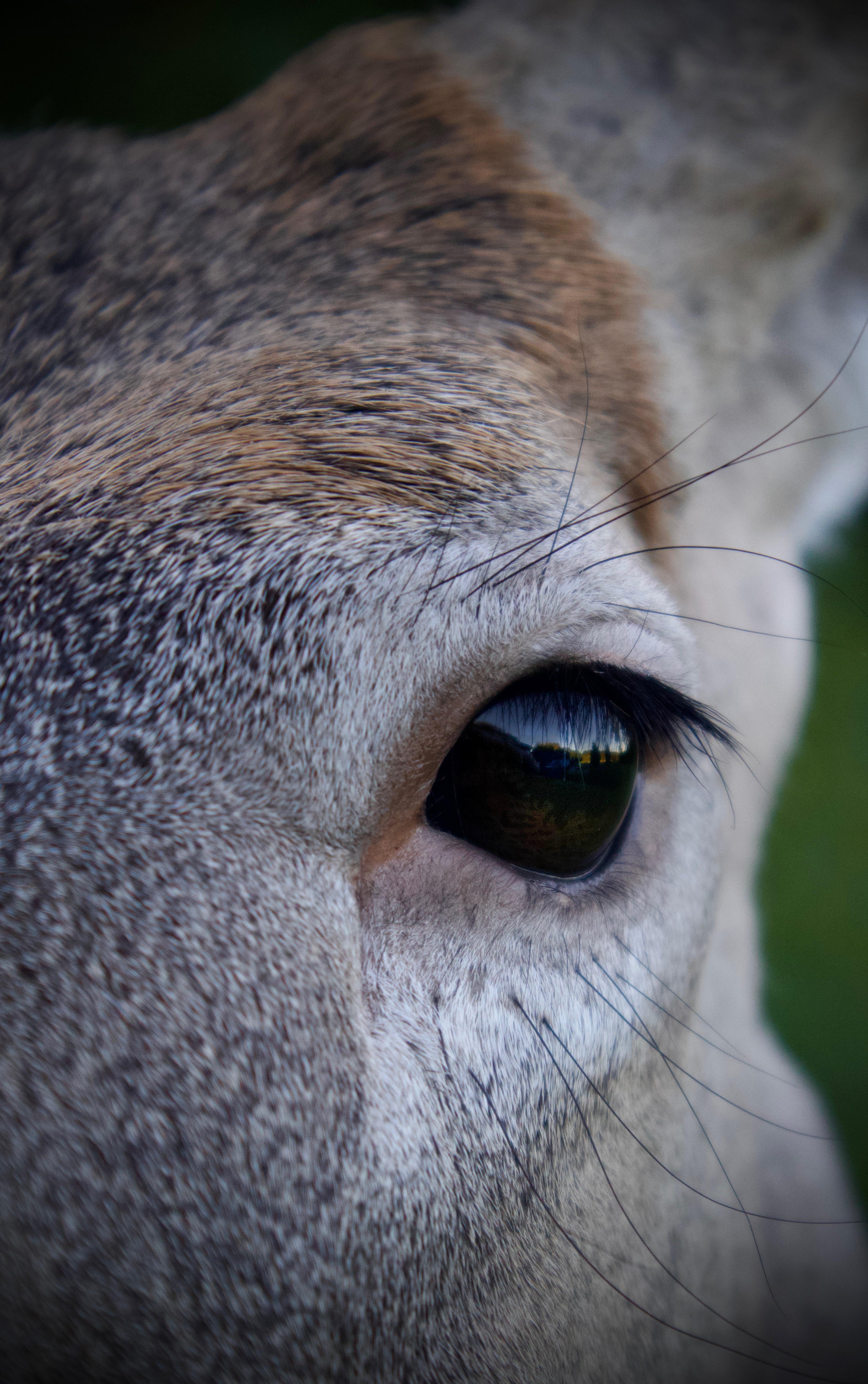 Whitetail Deer Eyes – Glass: 32mm diameter