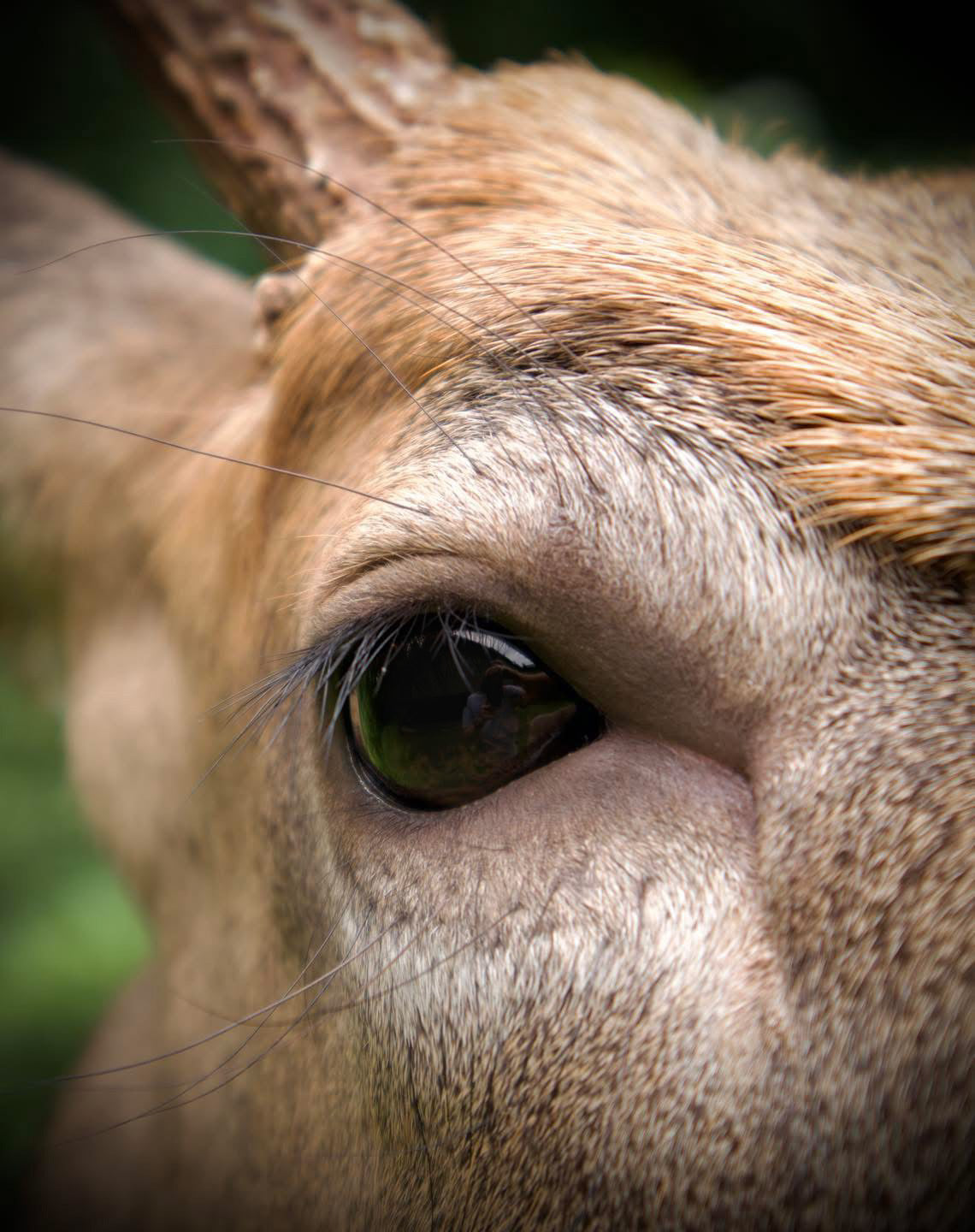 Whitetail Deer Eyes – Glass: 32mm diameter